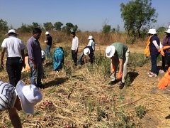 Picking onions1